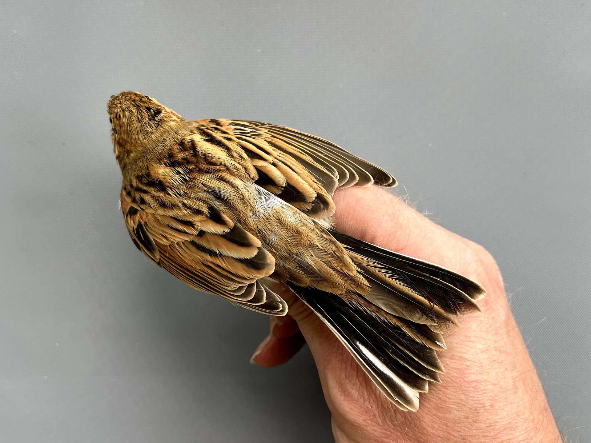 Vogelafbeelding