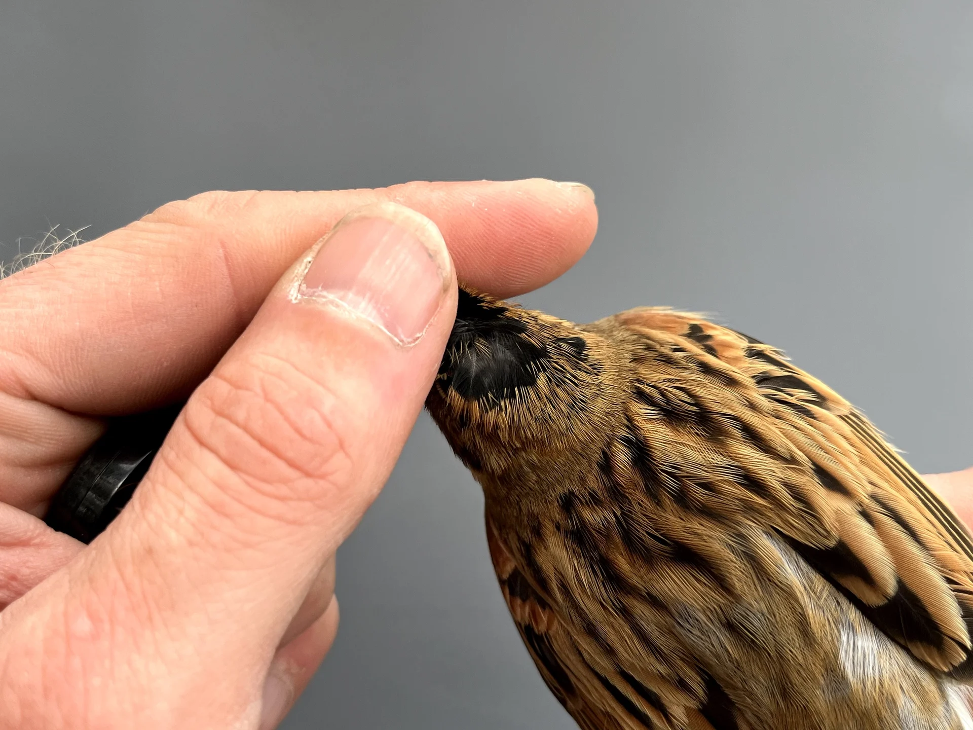 Vogelafbeelding