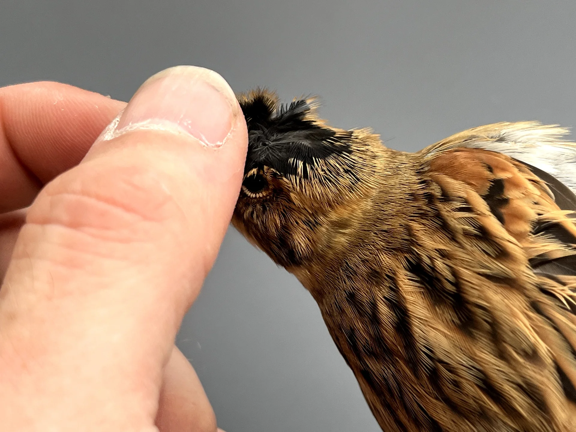 Vogelafbeelding
