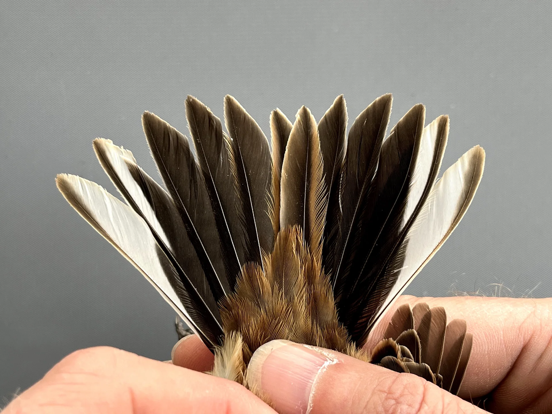 Rietgors - Emberiza schoeniclus