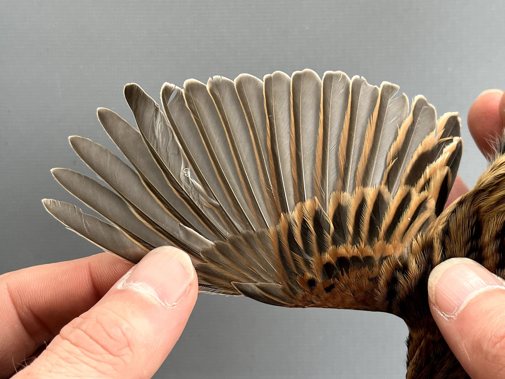 Vogelafbeelding
