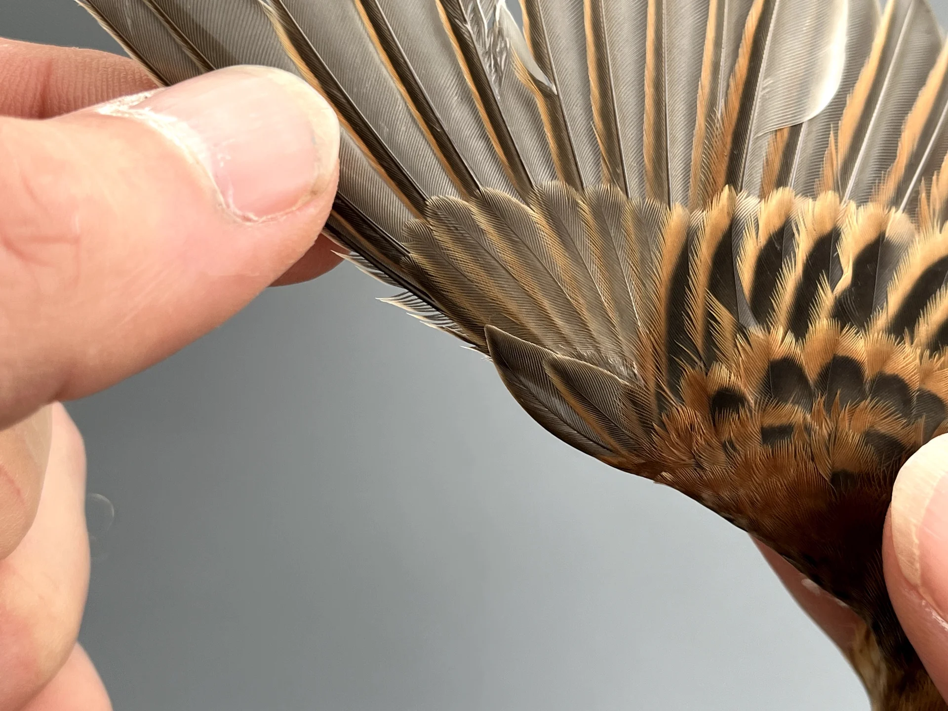 Vogelafbeelding