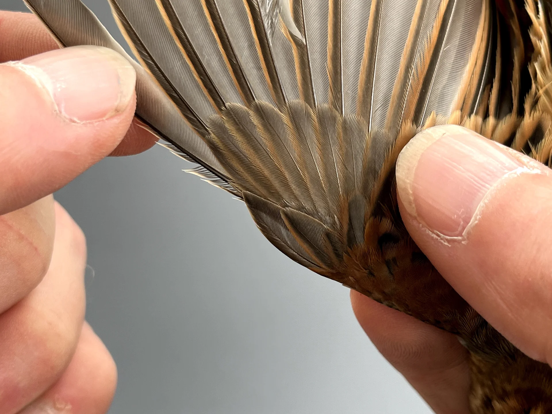 Vogelafbeelding