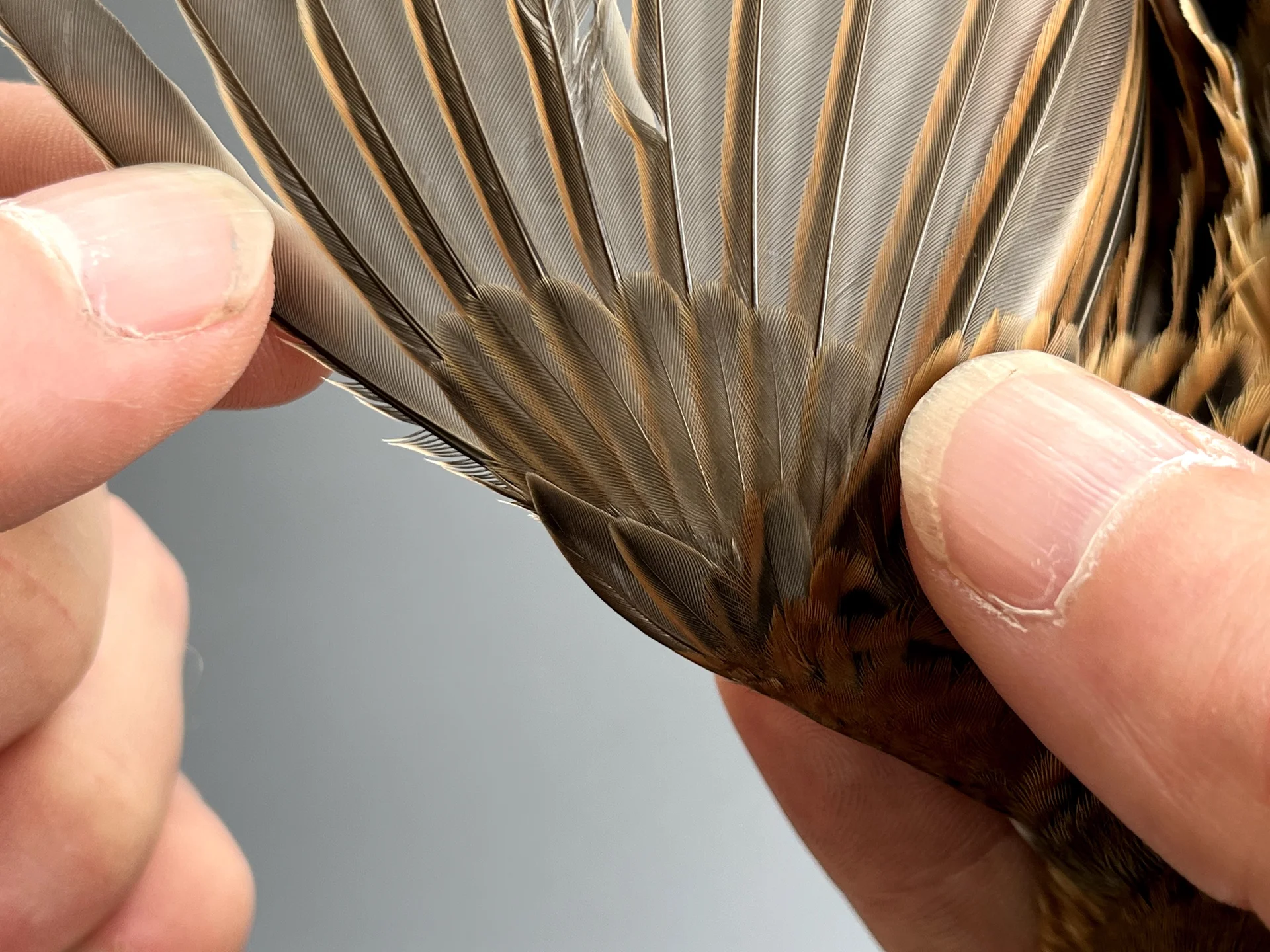 Vogelafbeelding