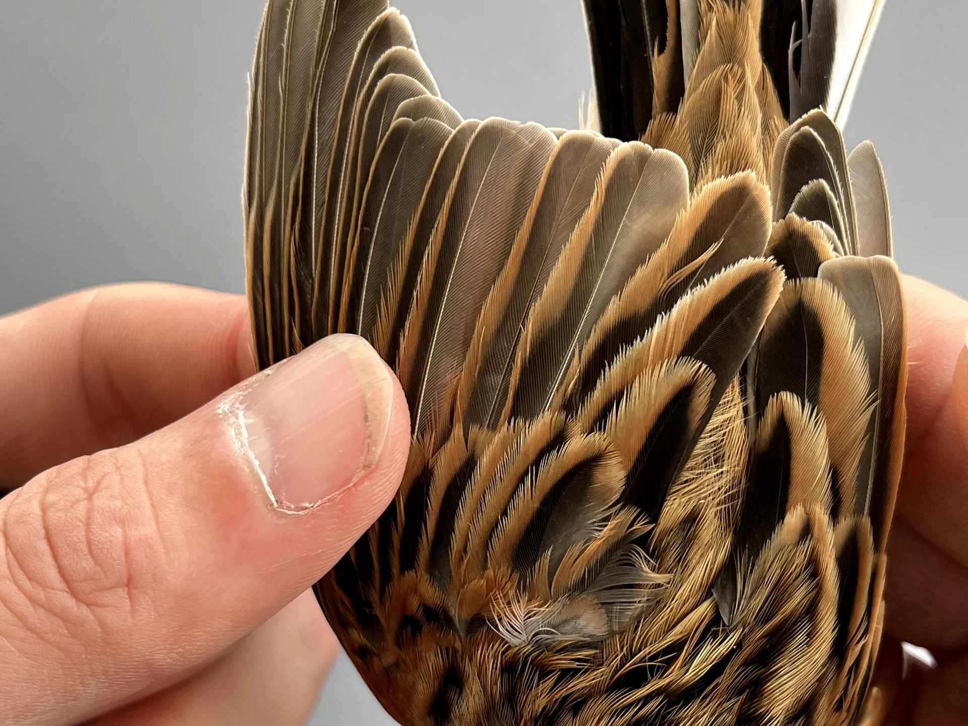 Vogelafbeelding
