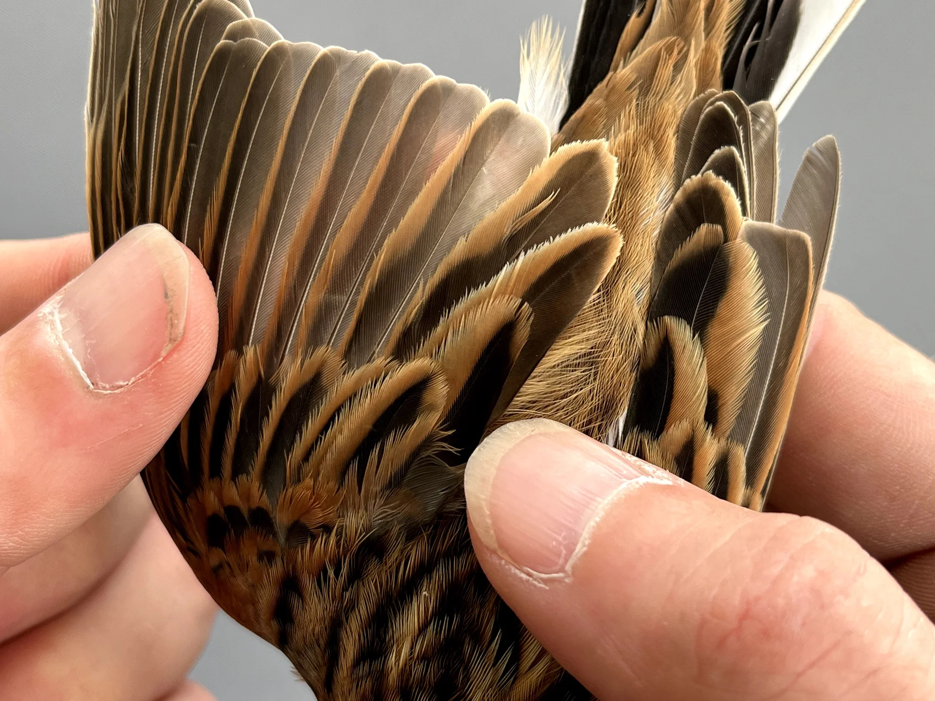 Vogelafbeelding