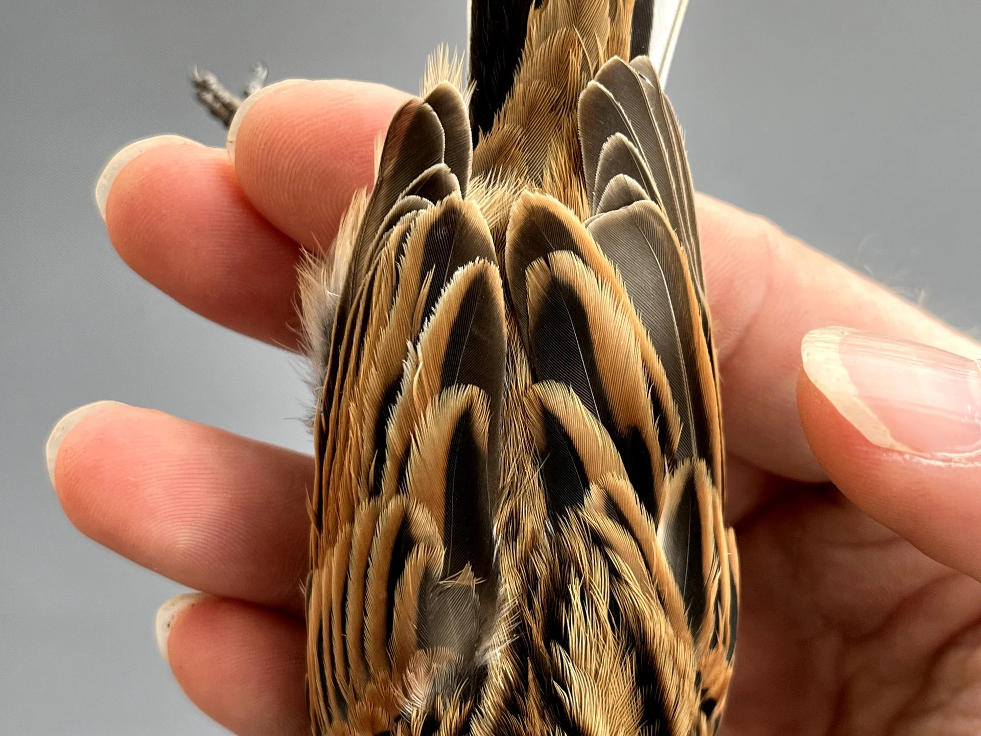 Vogelafbeelding