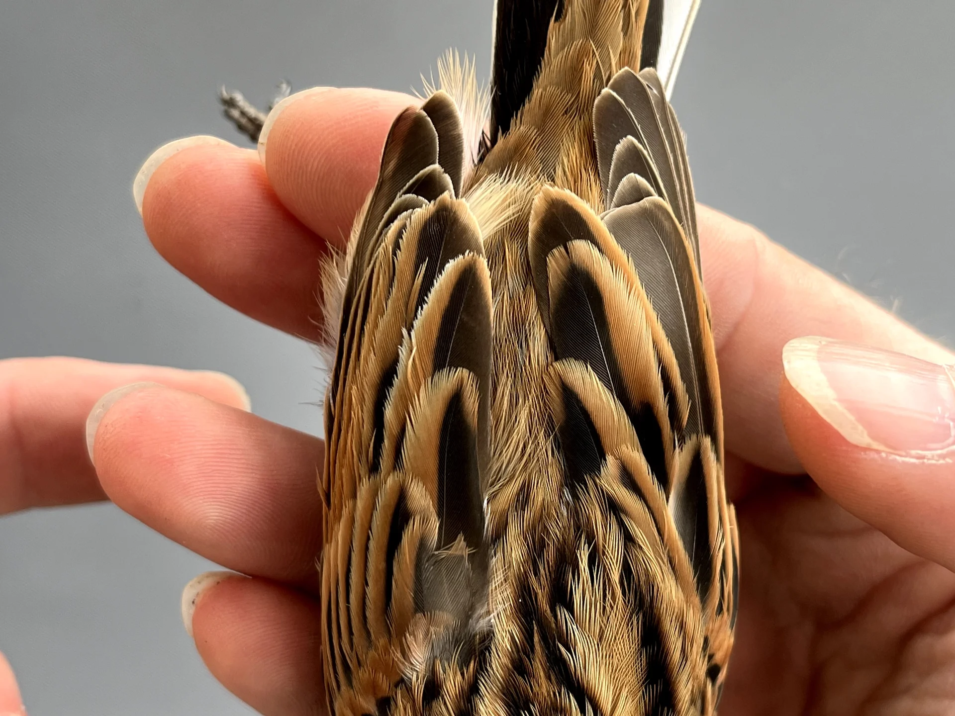 Vogelafbeelding