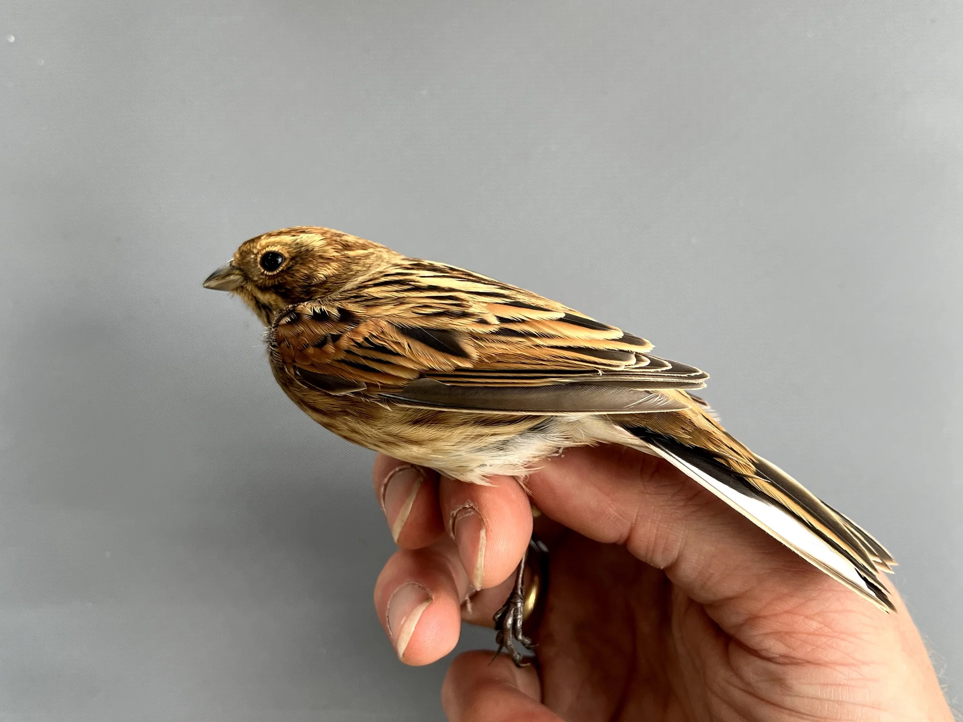 Vogelafbeelding