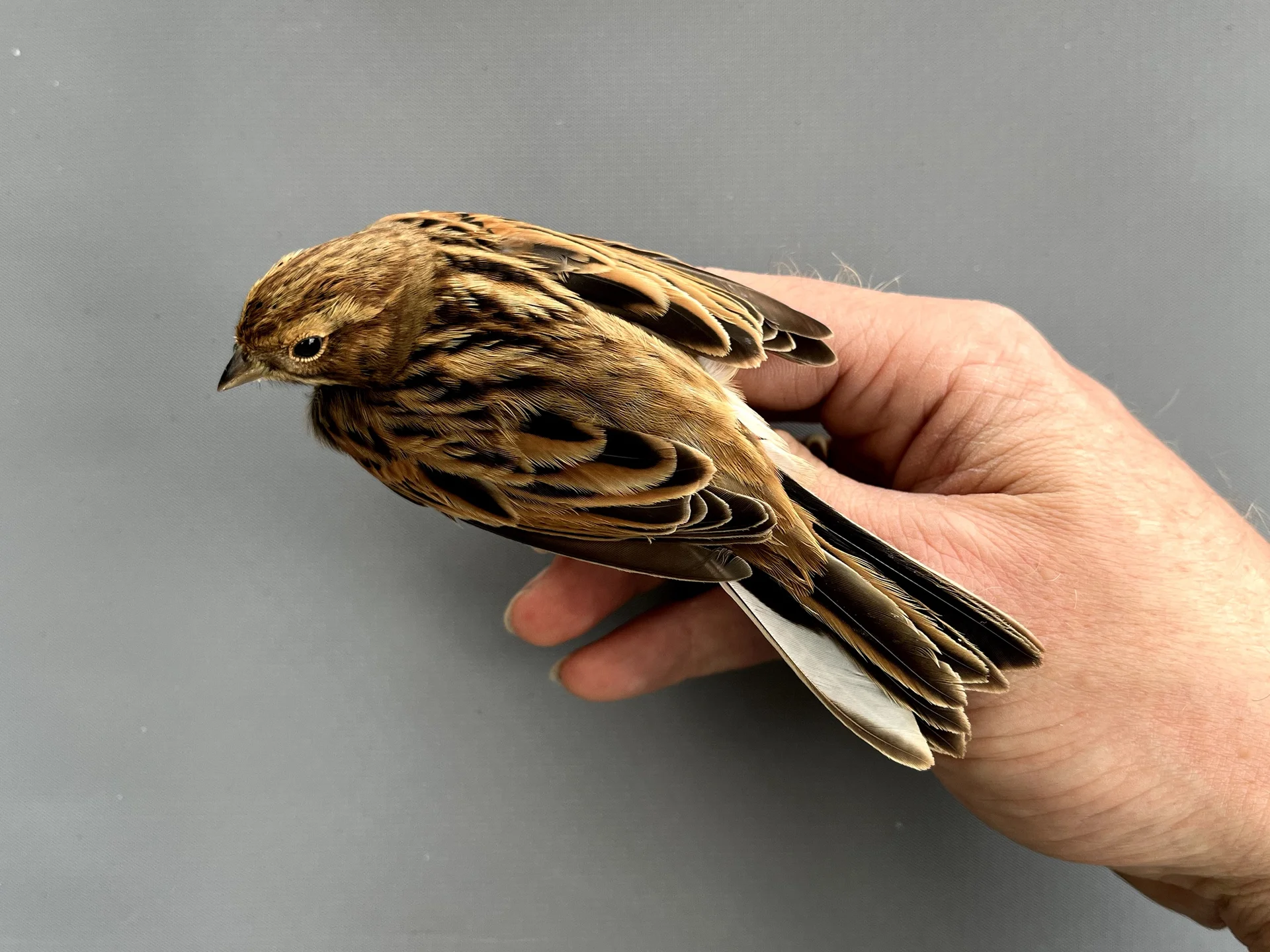 Vogelafbeelding