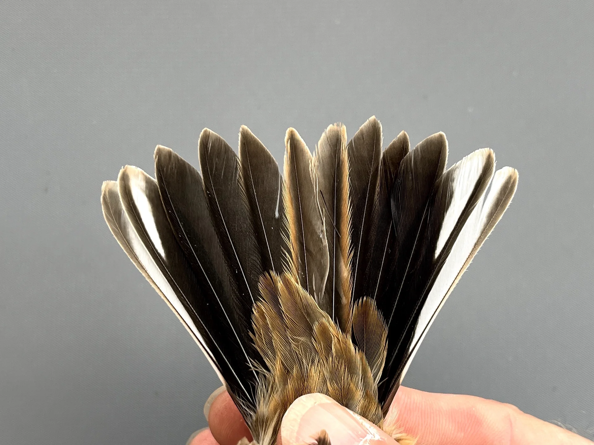 Vogelafbeelding