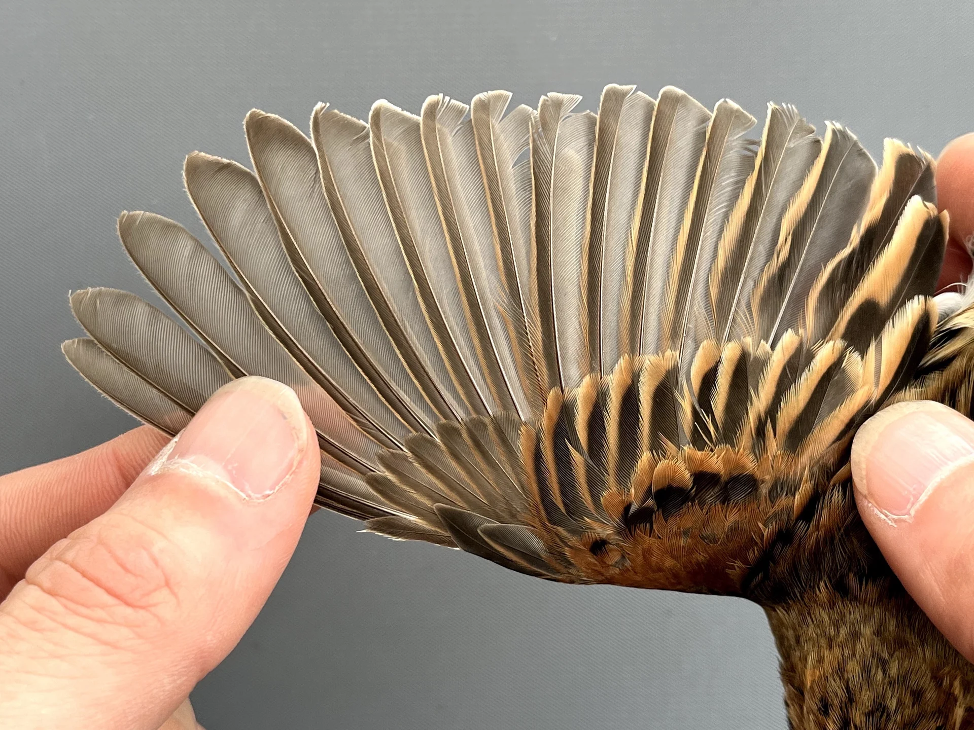 Vogelafbeelding