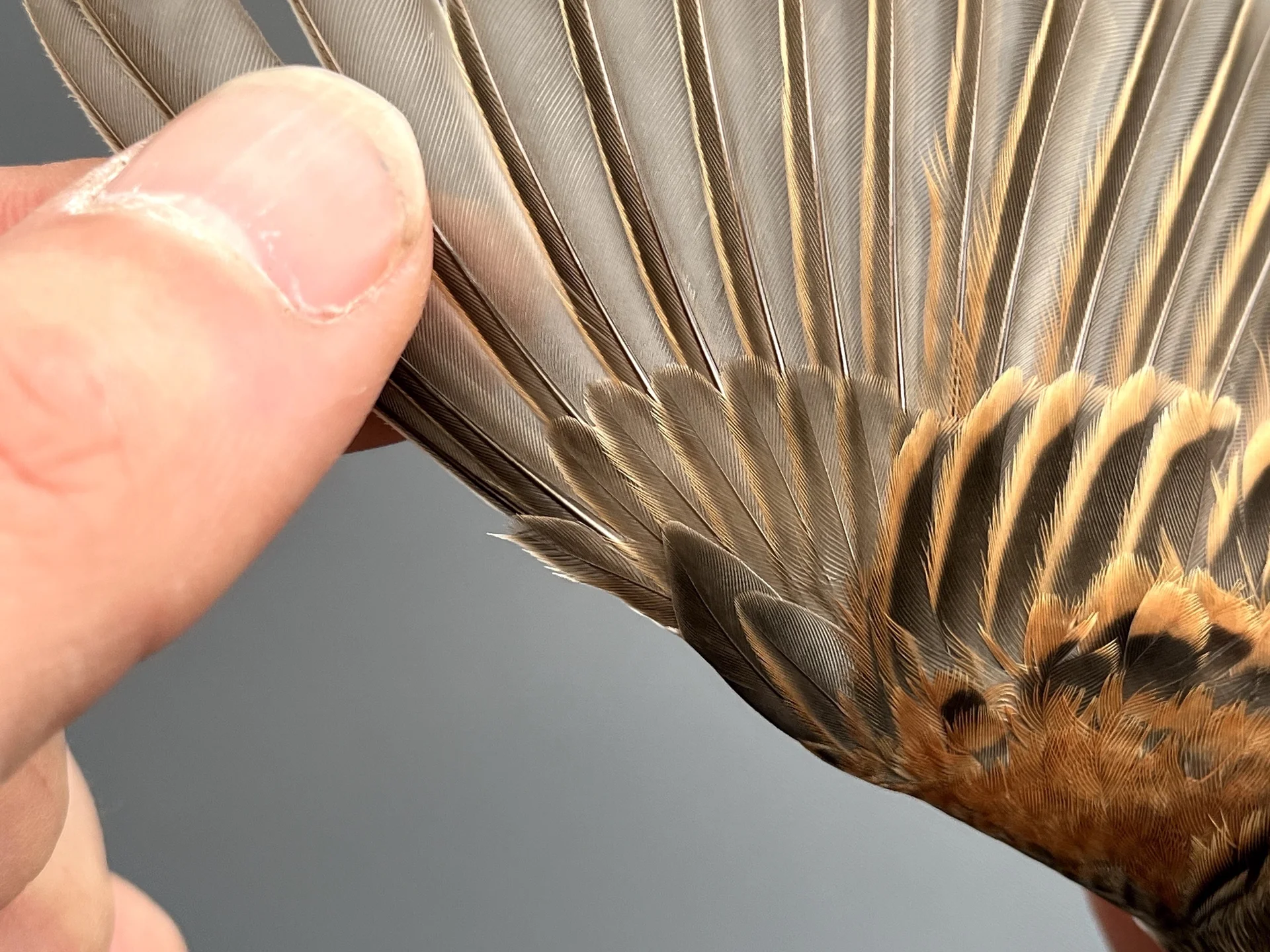 Vogelafbeelding