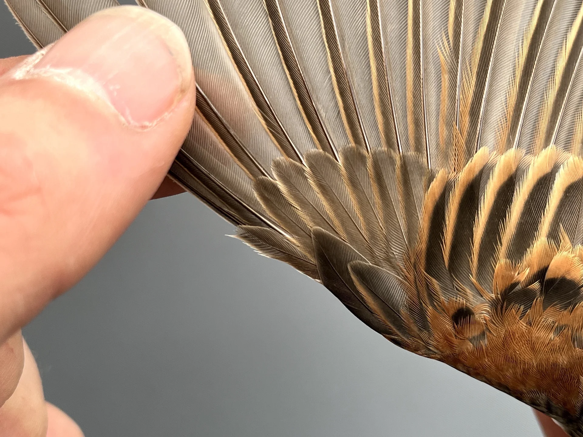 Vogelafbeelding