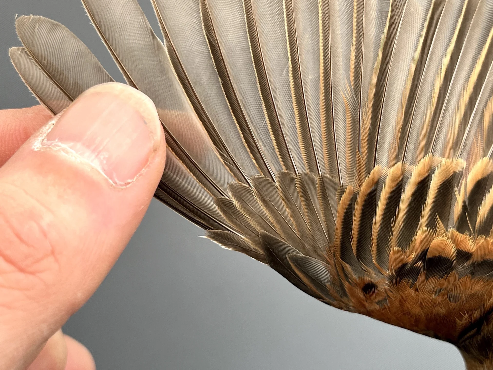 Vogelafbeelding