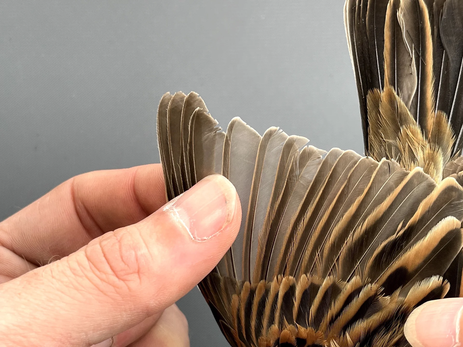 Vogelafbeelding