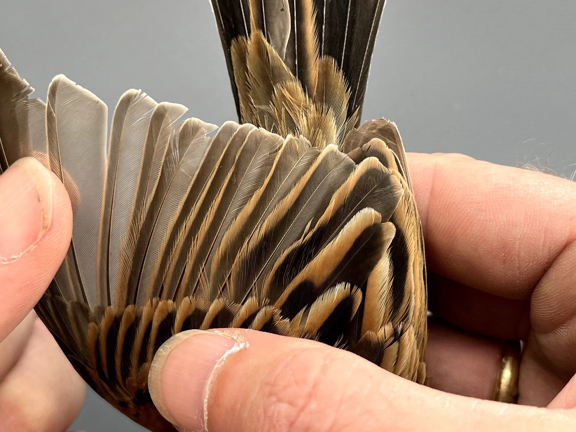 Vogelafbeelding