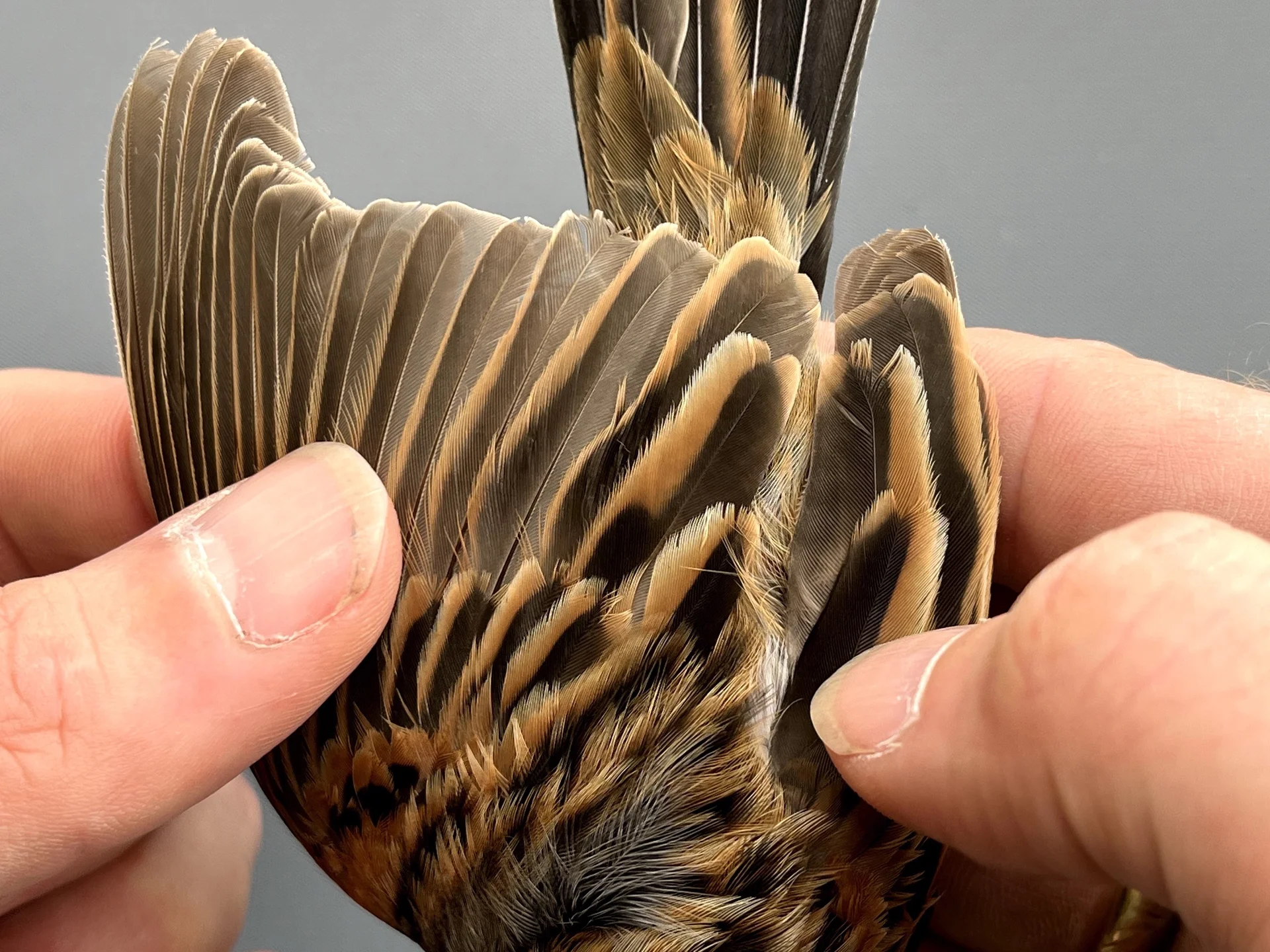 Vogelafbeelding