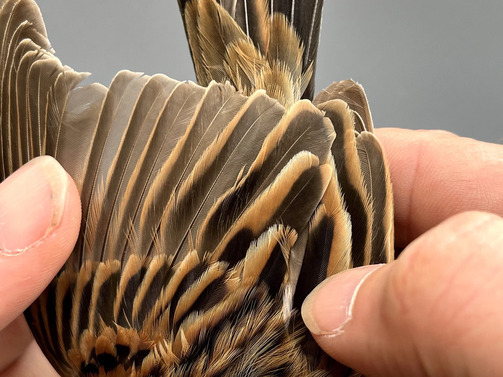 Rietgors - Emberiza schoeniclus