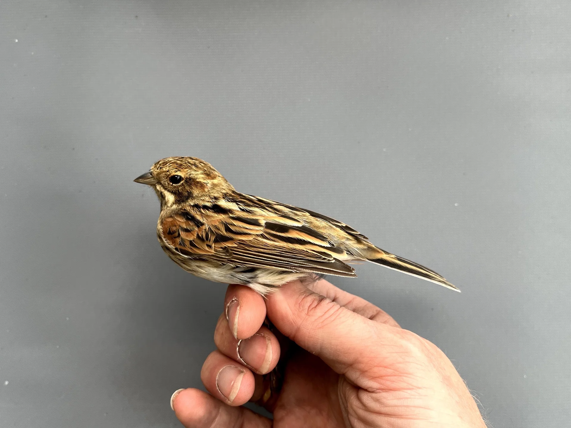 Vogelafbeelding