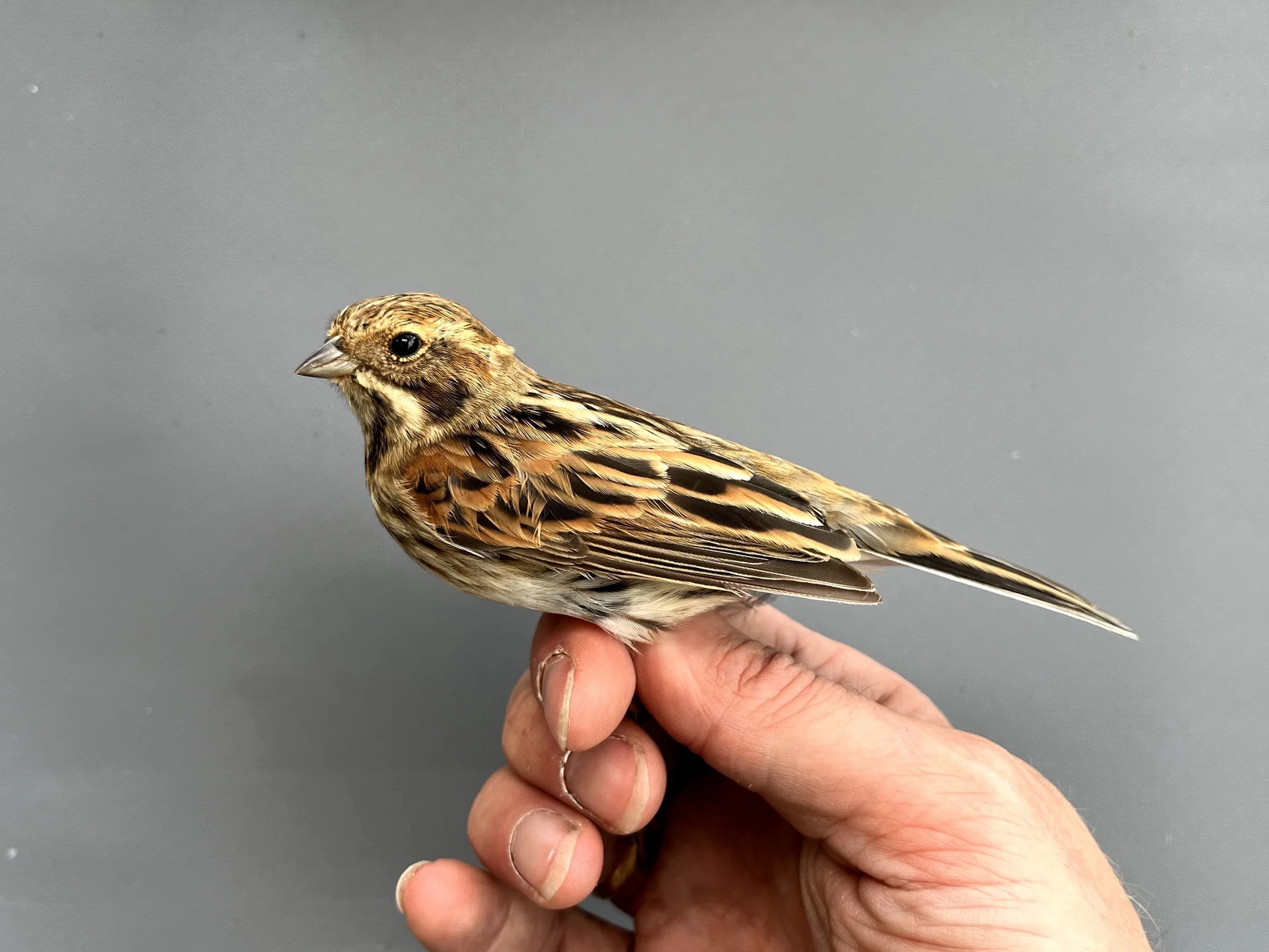 Vogelafbeelding