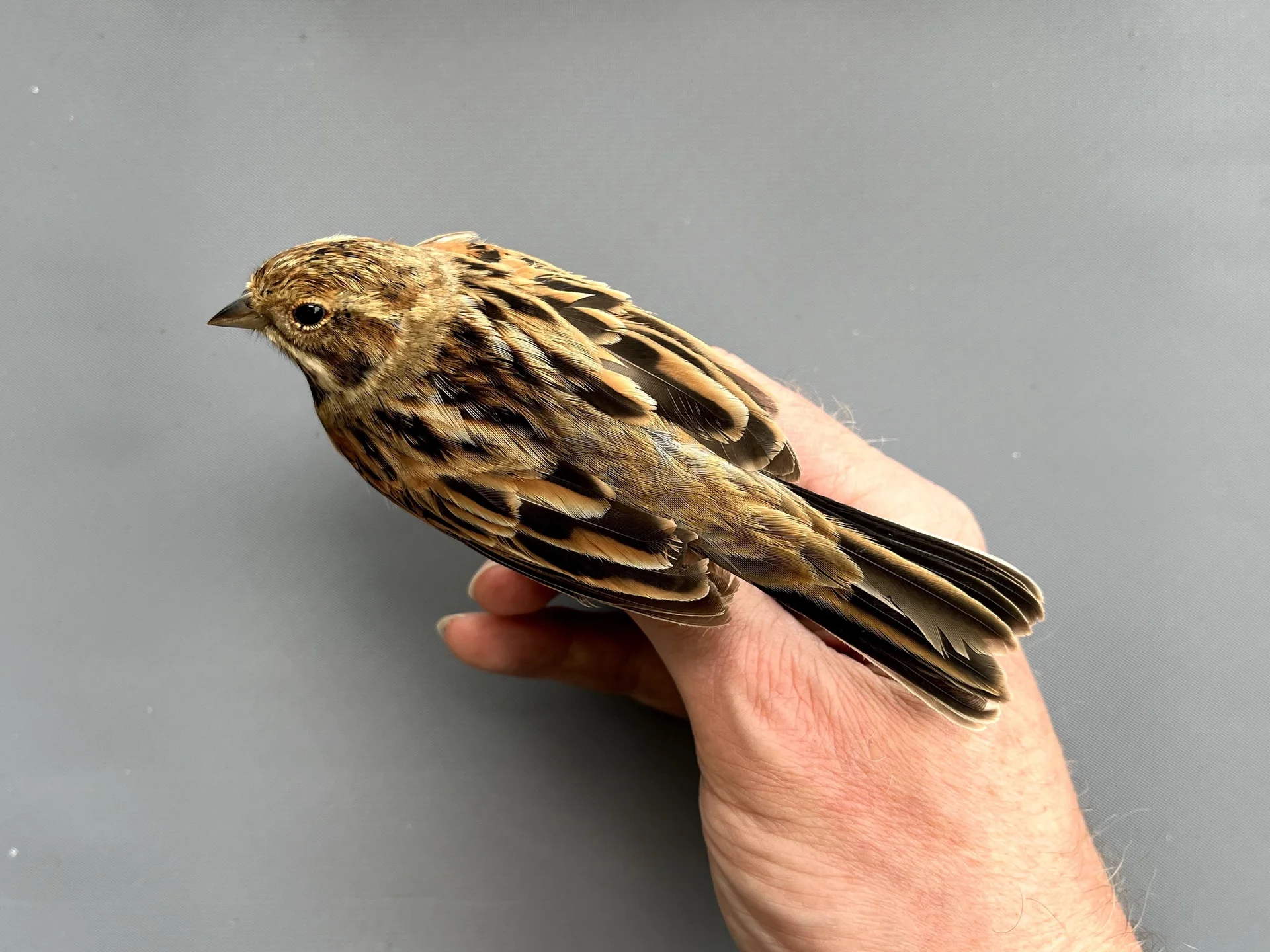 Vogelafbeelding