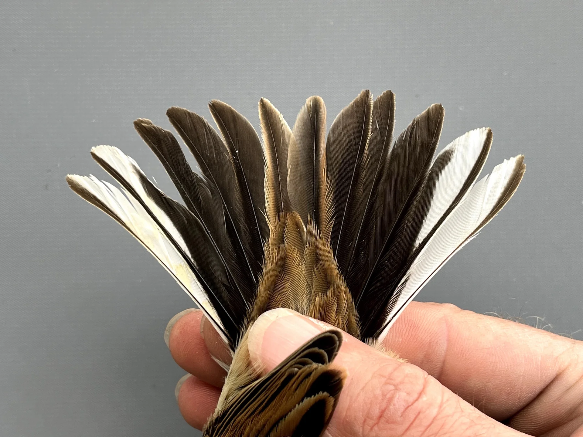 Rietgors - Emberiza schoeniclus