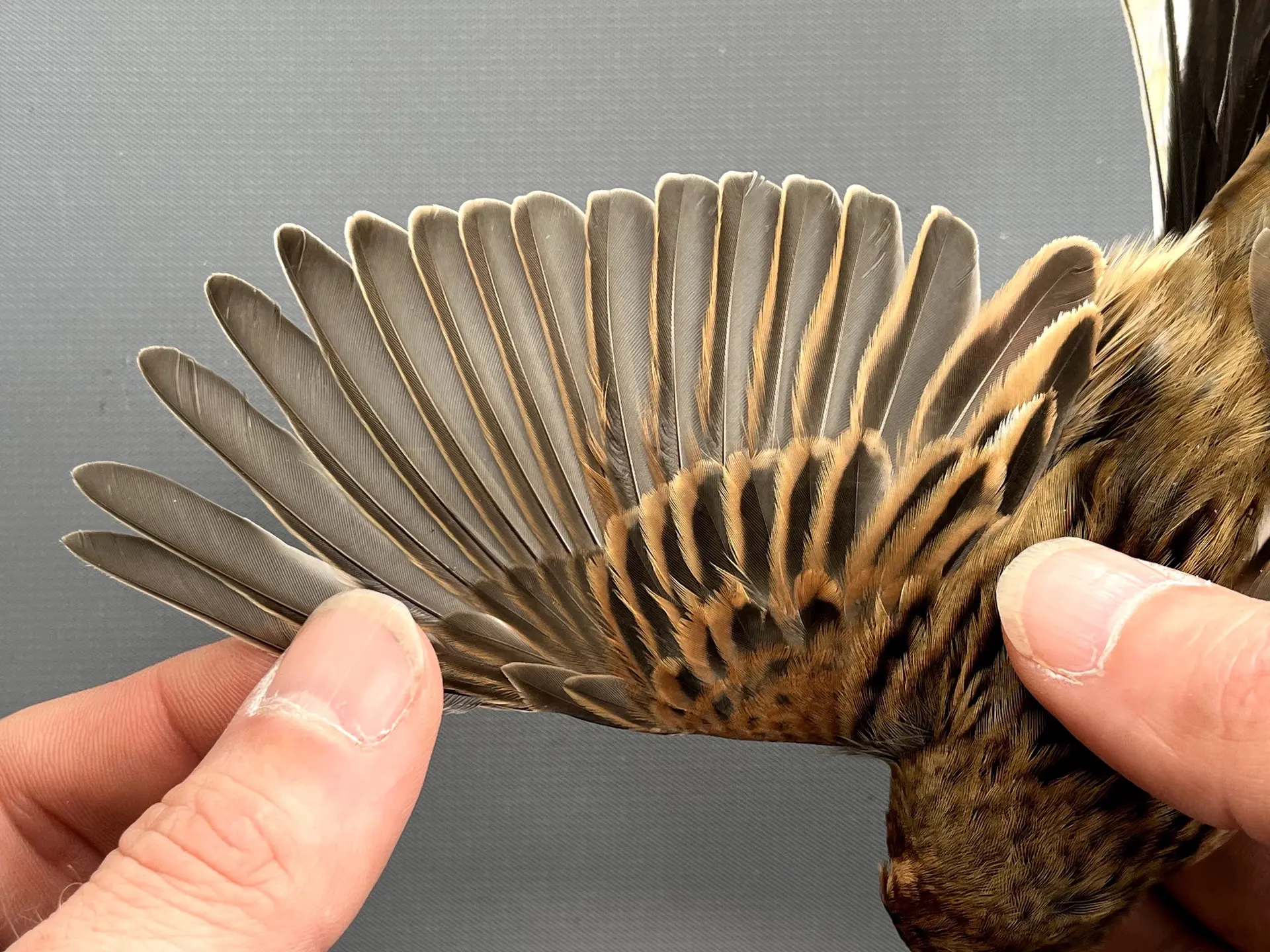 Vogelafbeelding