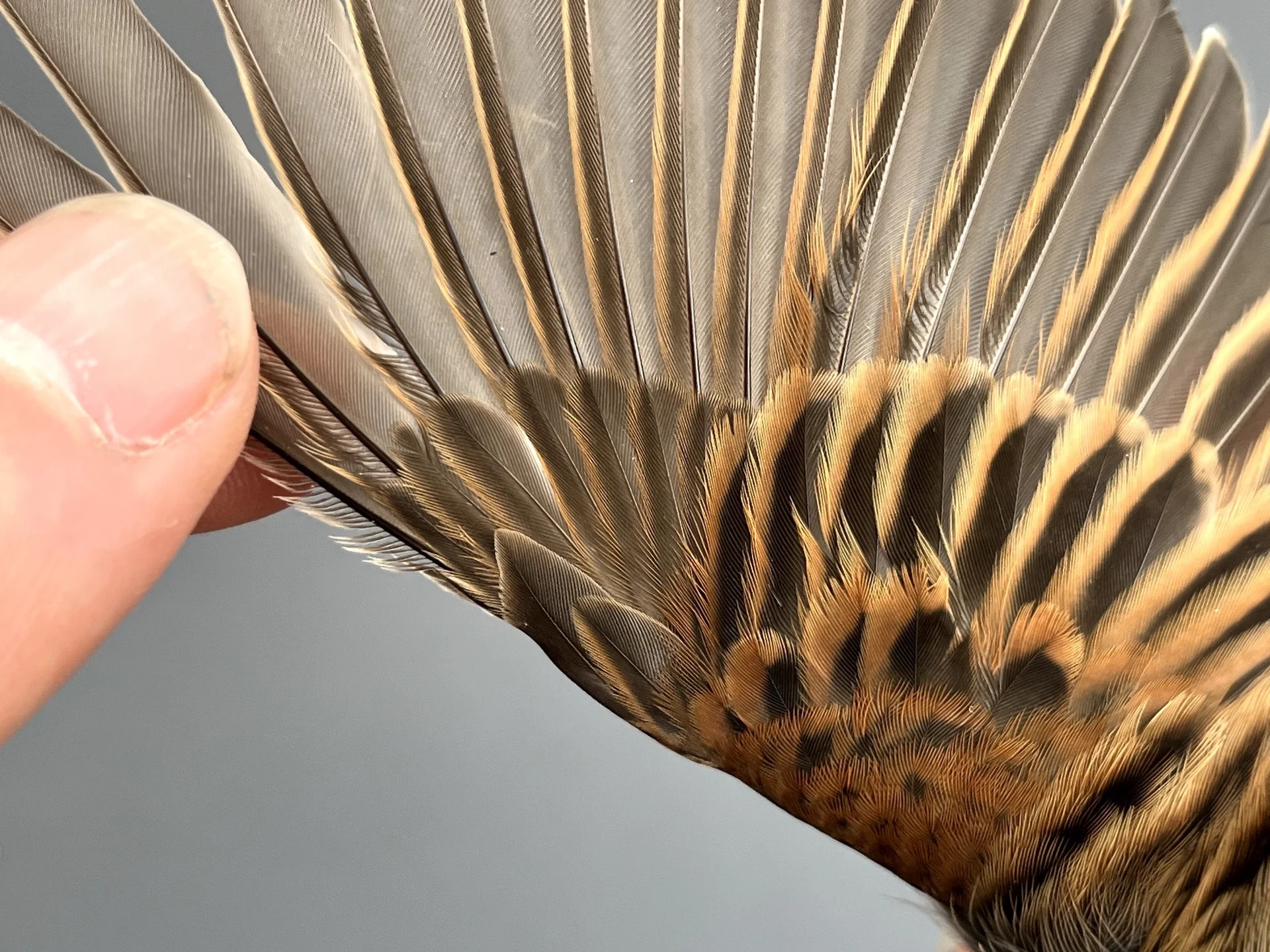 Vogelafbeelding