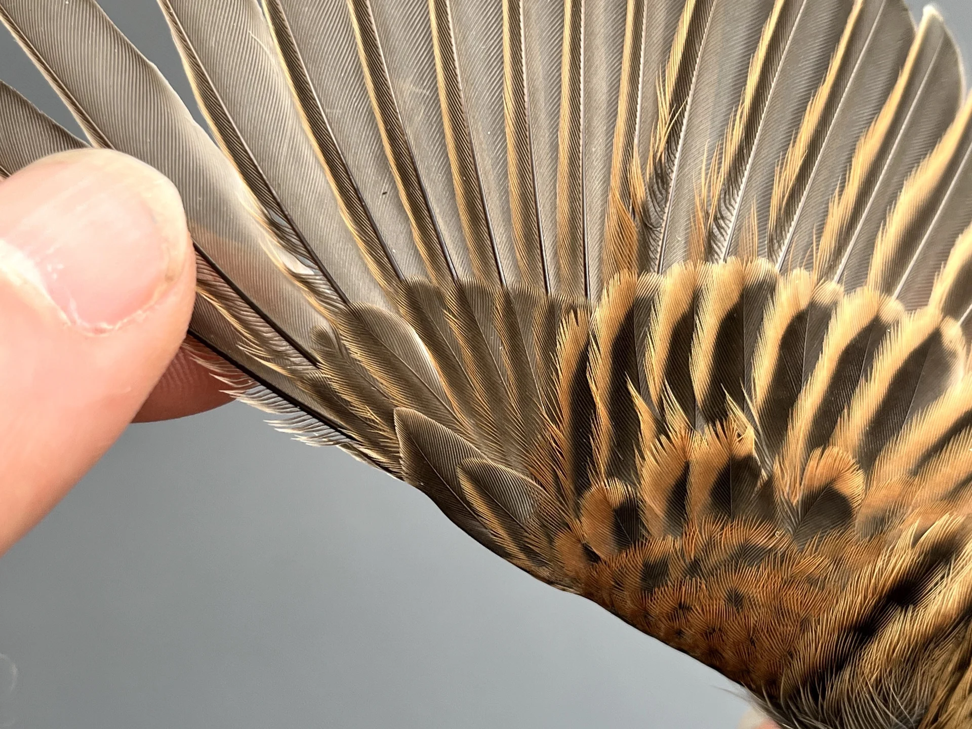 Vogelafbeelding