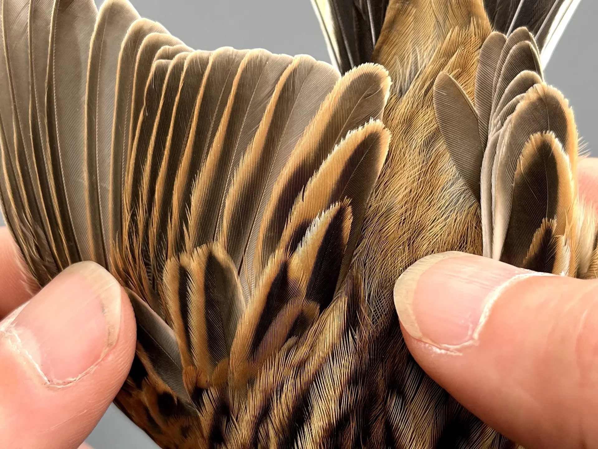 Vogelafbeelding