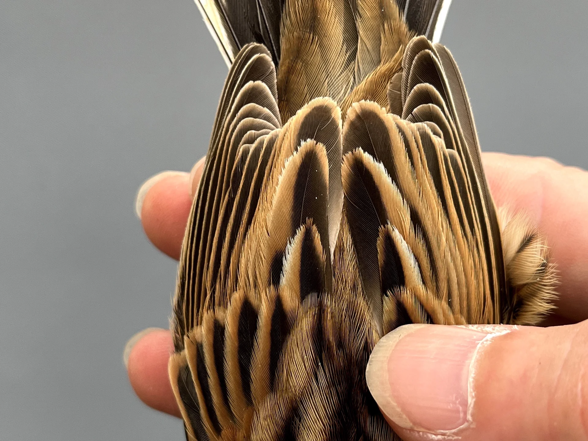 Vogelafbeelding