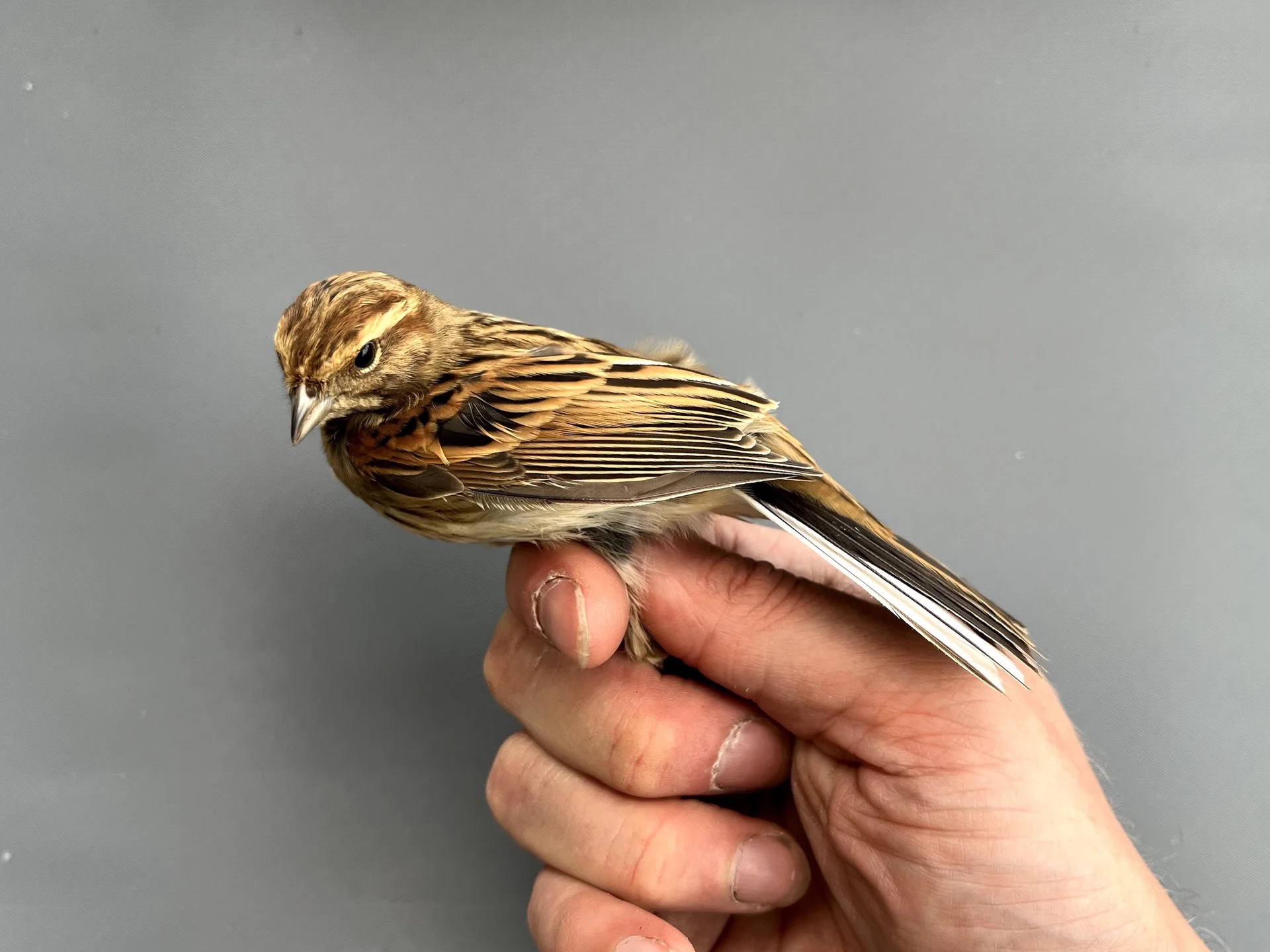 Vogelafbeelding