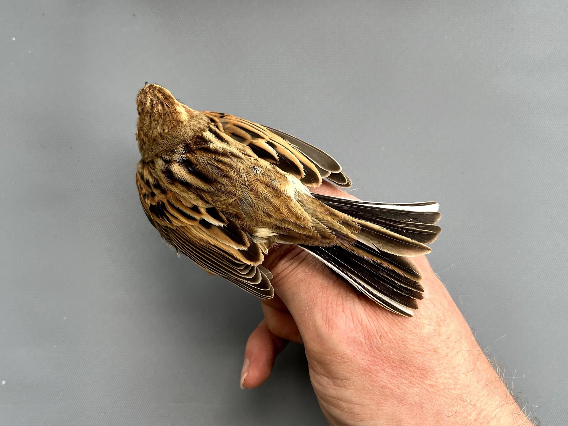 Vogelafbeelding