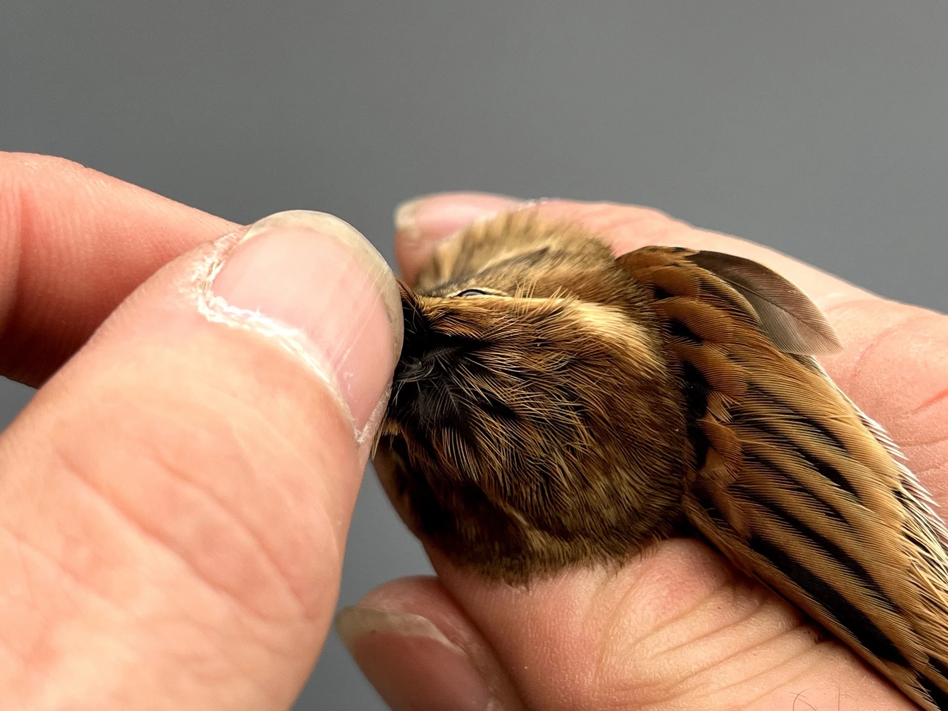 Vogelafbeelding