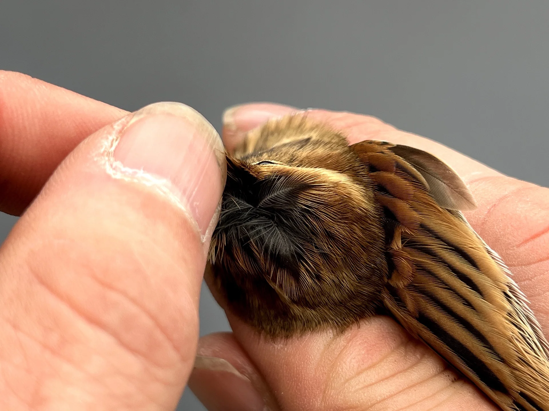Vogelafbeelding