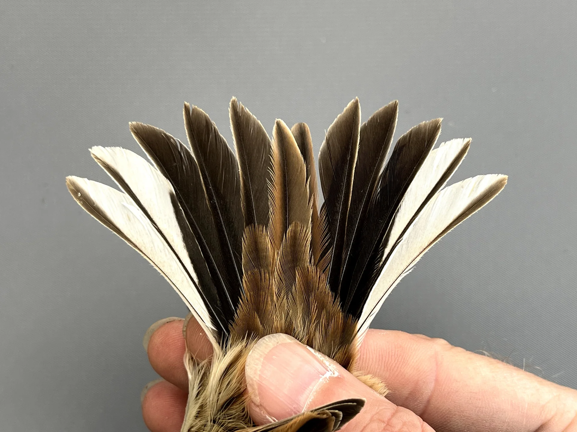 Rietgors - Emberiza schoeniclus