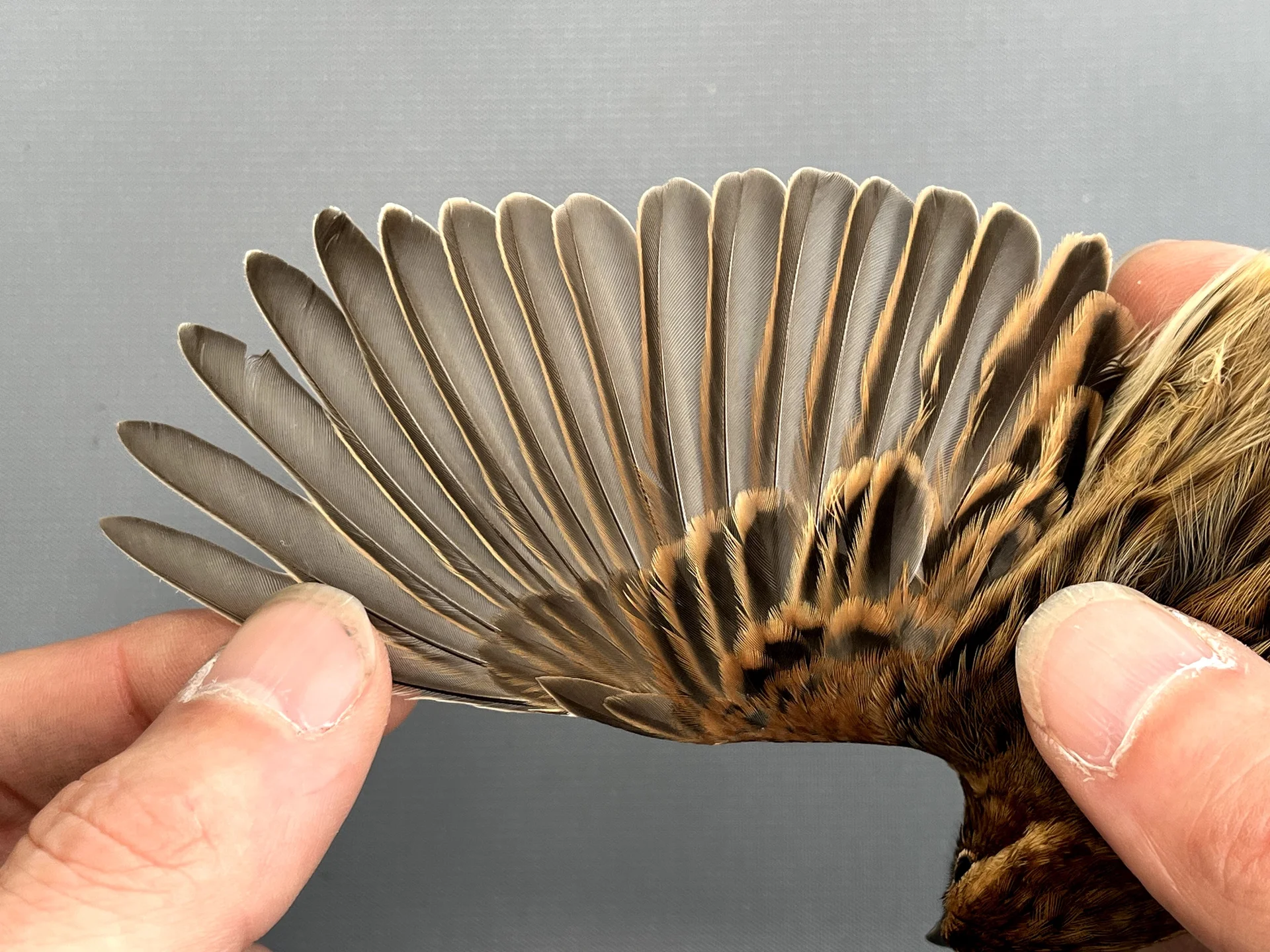 Vogelafbeelding