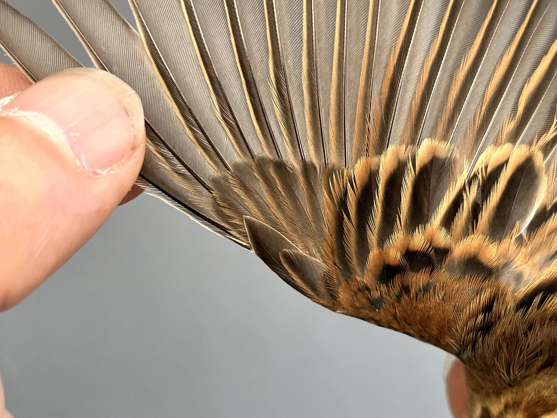 Vogelafbeelding
