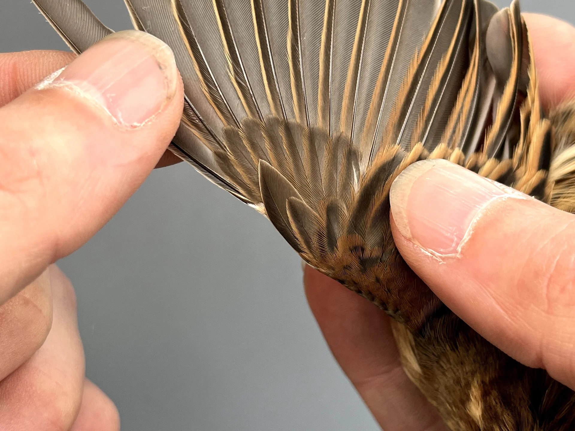 Vogelafbeelding
