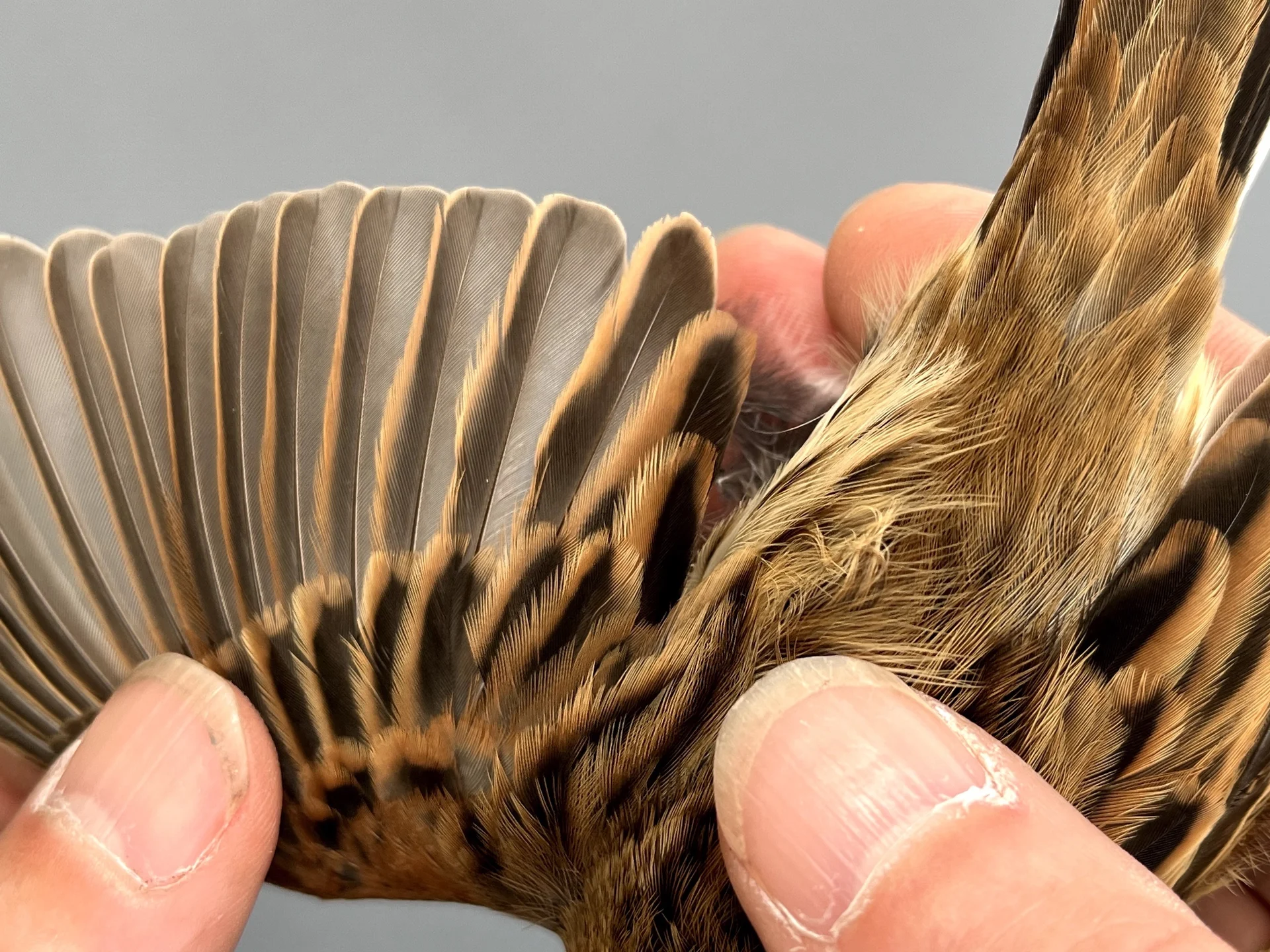 Vogelafbeelding