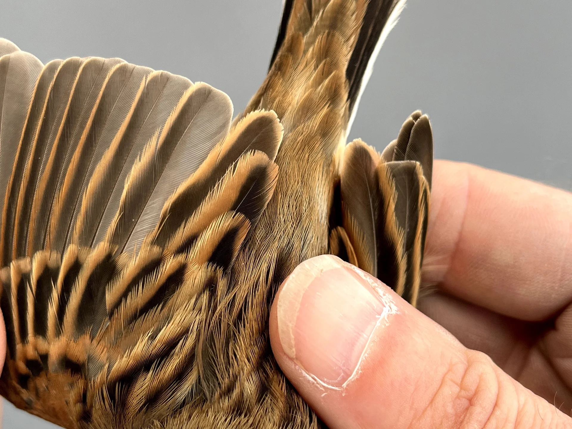 Vogelafbeelding