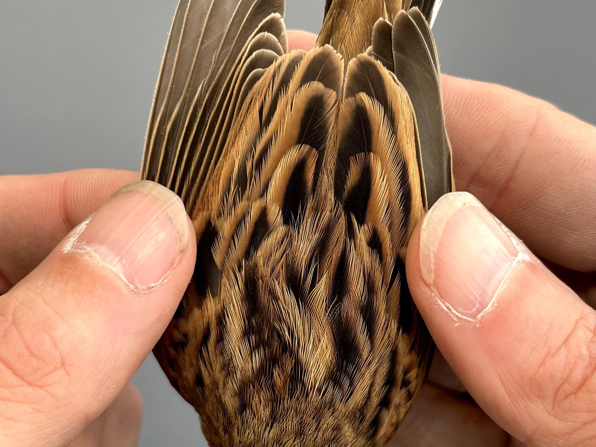 Vogelafbeelding
