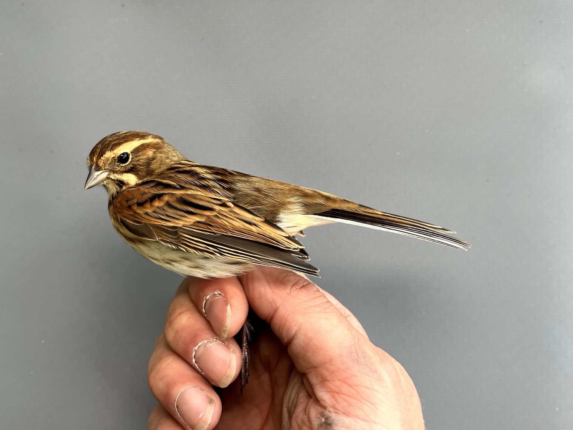 Vogelafbeelding