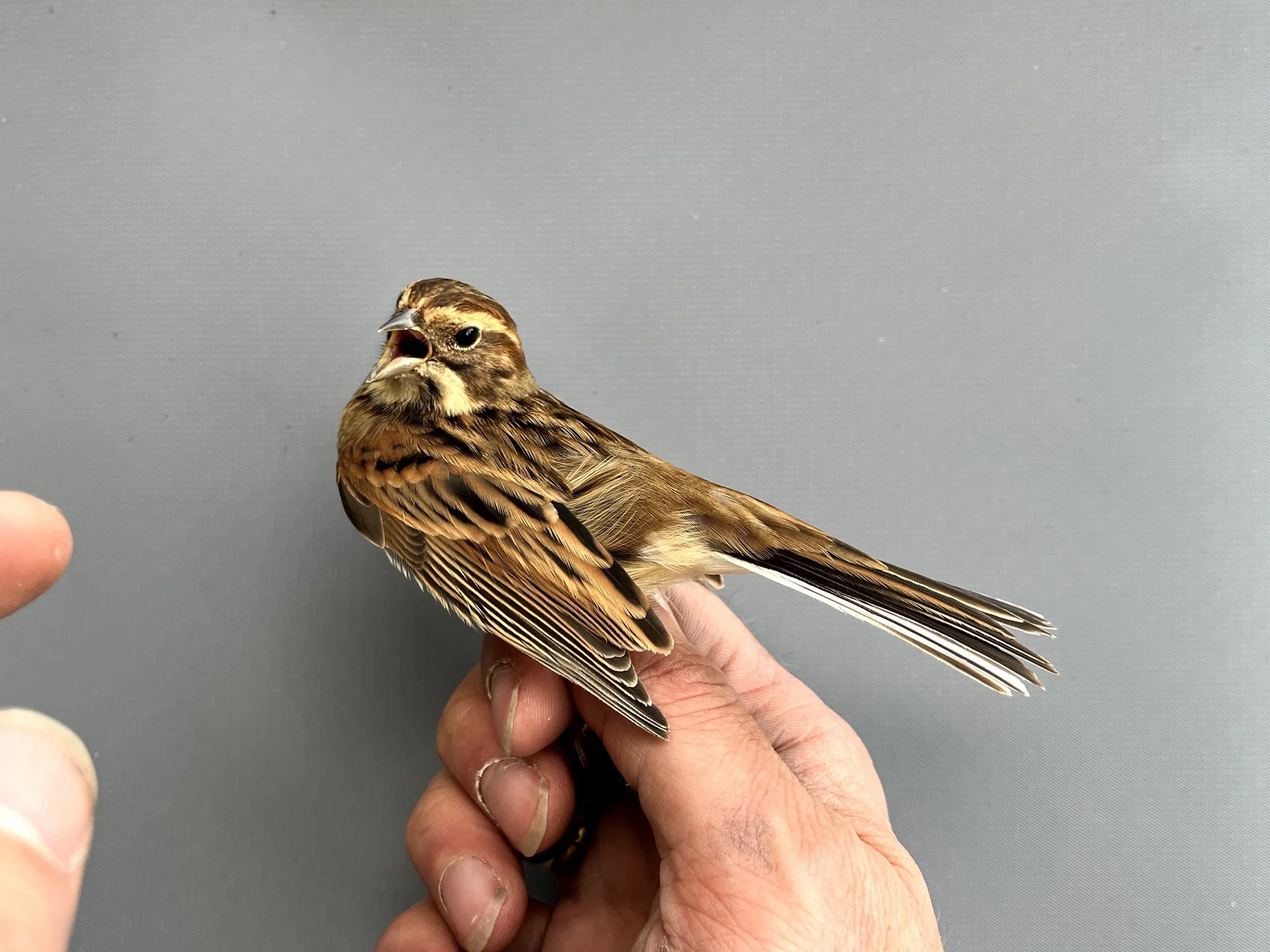 Vogelafbeelding