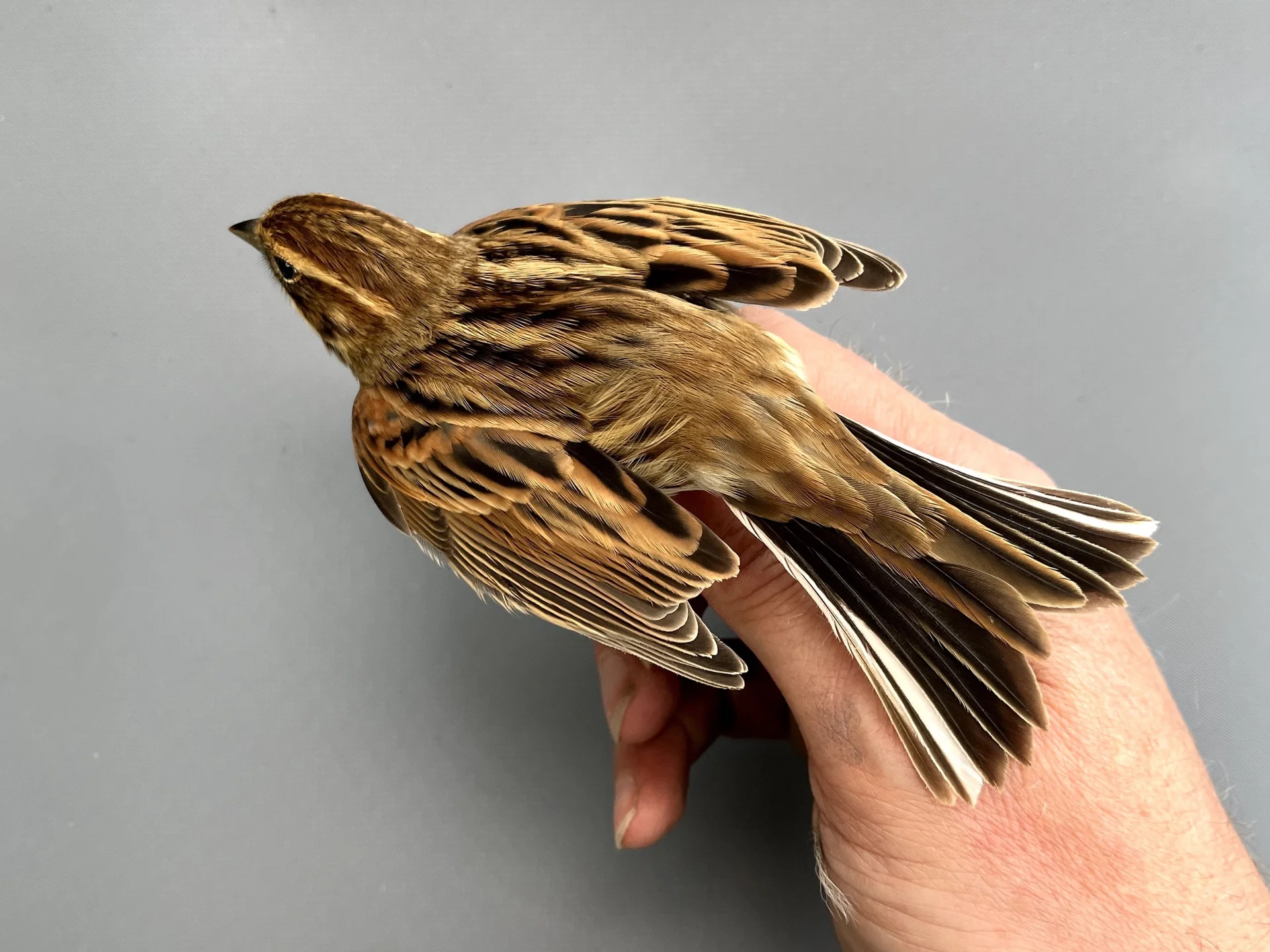 Vogelafbeelding