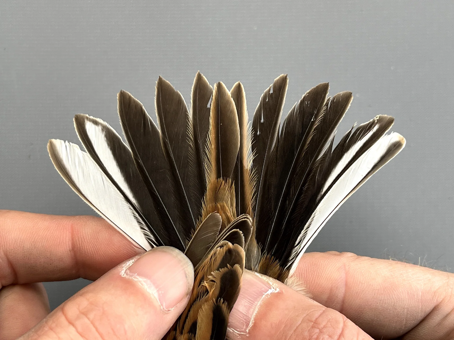 Rietgors - Emberiza schoeniclus