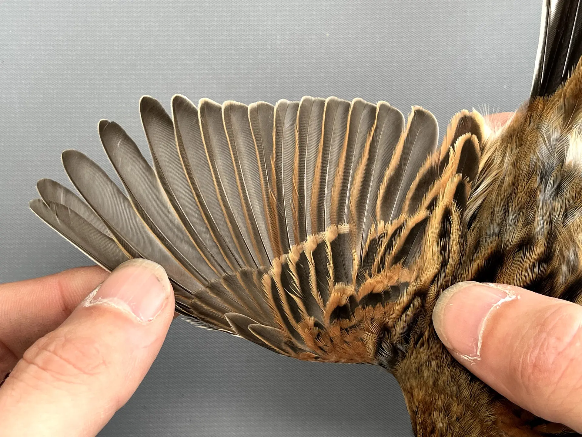Vogelafbeelding