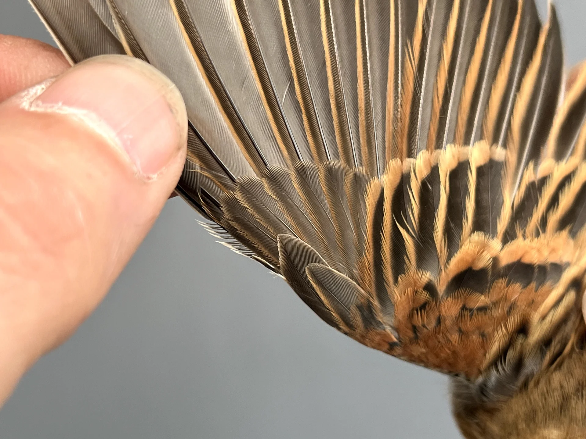 Vogelafbeelding