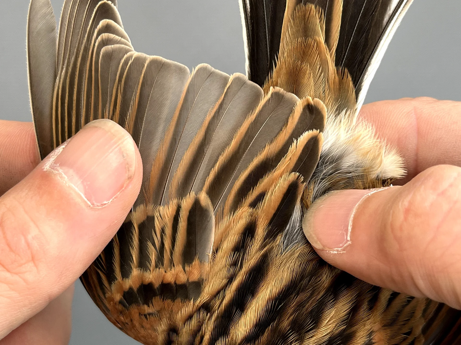 Vogelafbeelding